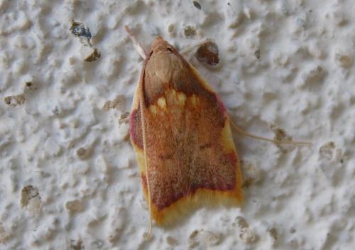 Réf. 210 993 : Carcina quercana